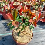 Červienka Fraserova (Photinia × fraseri) ´CARRÉ ROUGE´ - výška 20-40 cm, kont. C2L (-23°C)